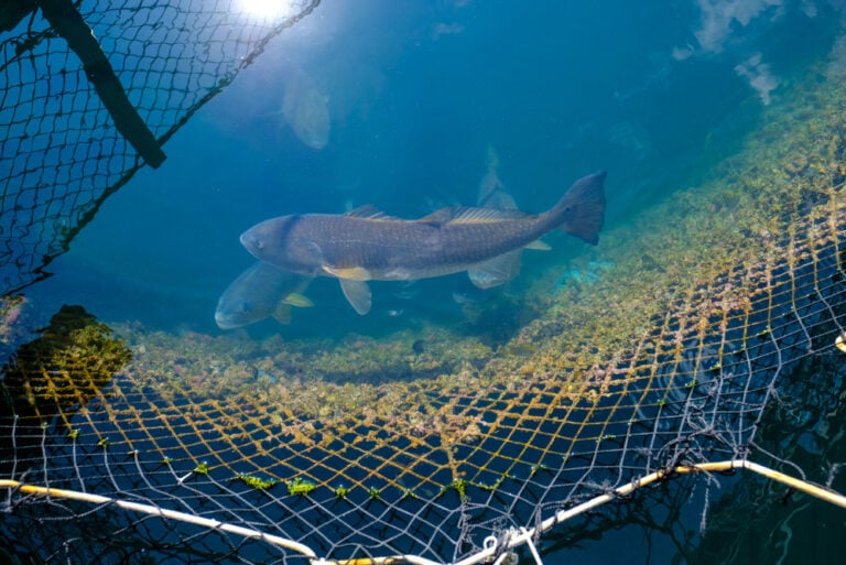 Foodie and sustainable seafood, Hong Kong