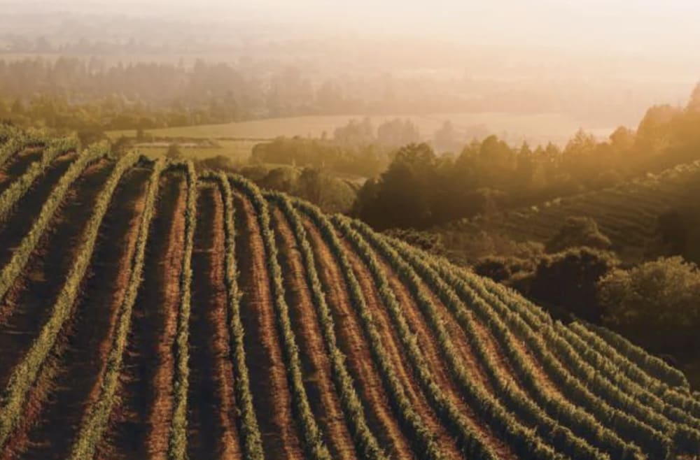 California Vineyards
