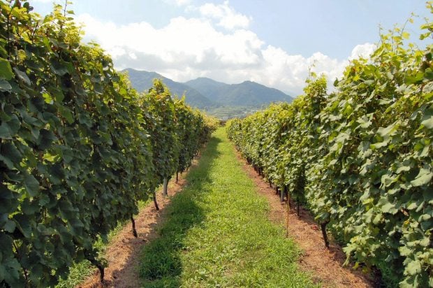 Katsunuma Winery