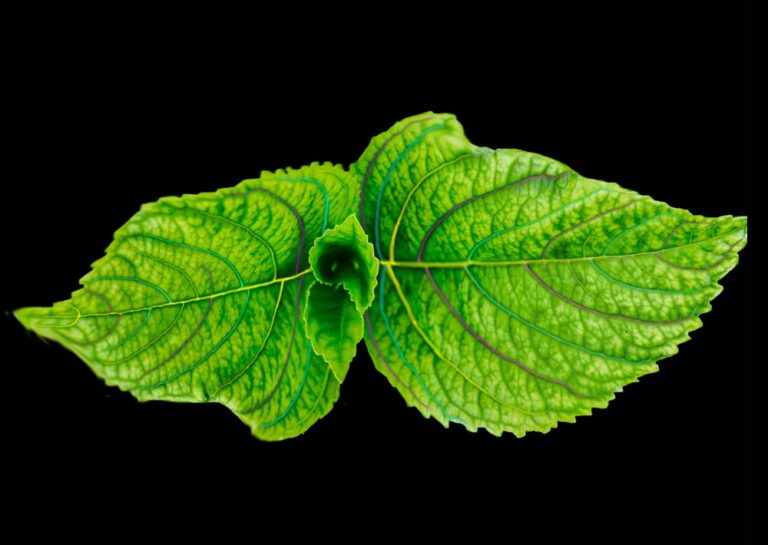 Foodie and Foods Future, Hong Kong