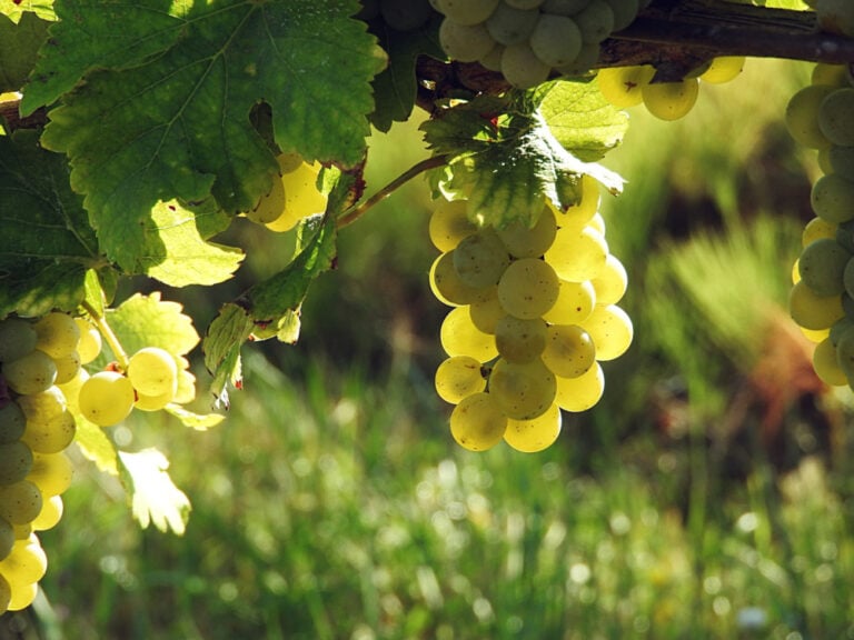 Foodie and , Hong Kong