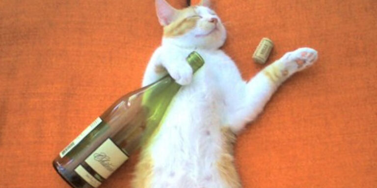 Foodie and , Hong Kong