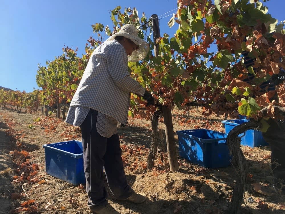 Harvesting grapes