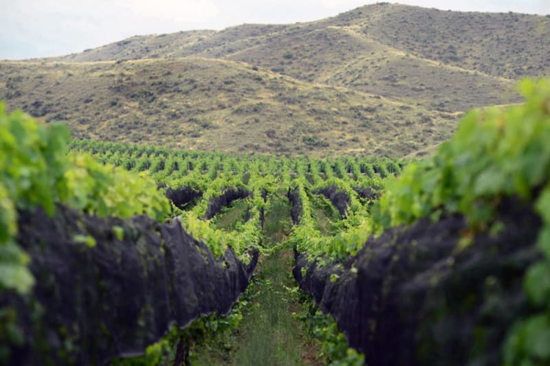 Adrianna Vineyards (courtesy Catena Zapata)