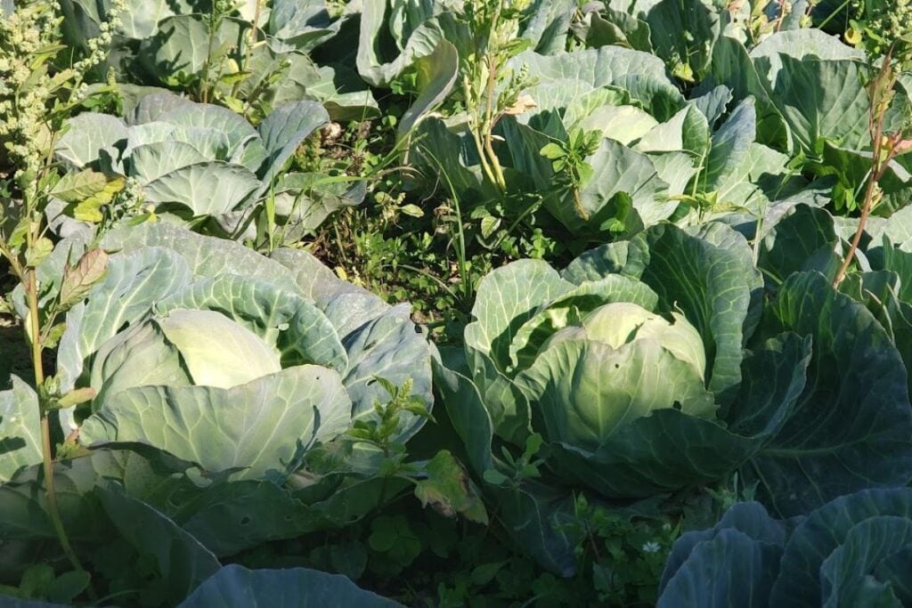 Where to buy organic fruit and vegetables in Hong Kong 2 best farms in Hong Kong for organic fruit and vegetables AuLaw Organic Farm