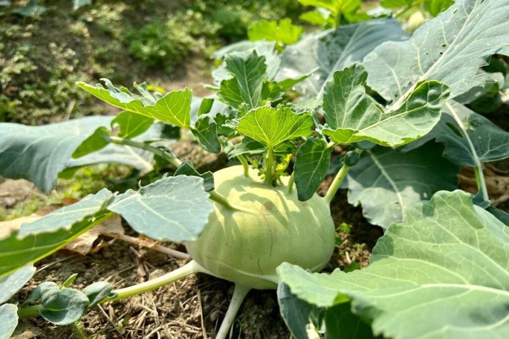 Where to buy organic fruit and vegetables in Hong Kong 3 best farms in Hong Kong for organic fruit and vegetables Sangwoodgoon
