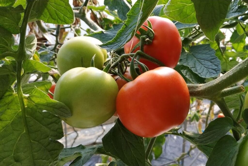 Where to buy organic fruit and vegetables in Hong Kong 5 best farms in Hong Kong for organic fruit and vegetables Zen Organic Farm