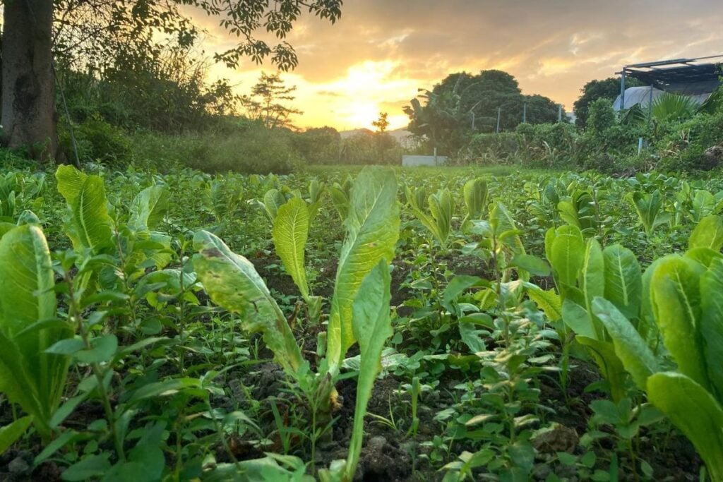 Where to buy organic fruit and vegetables in Hong Kong 6 best farms in Hong Kong for organic fruit and vegetables The Pioneer Farm